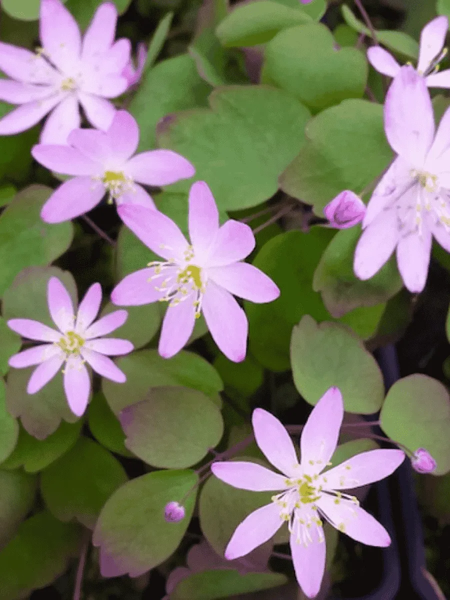 Анемонелла василисниковая Rosea