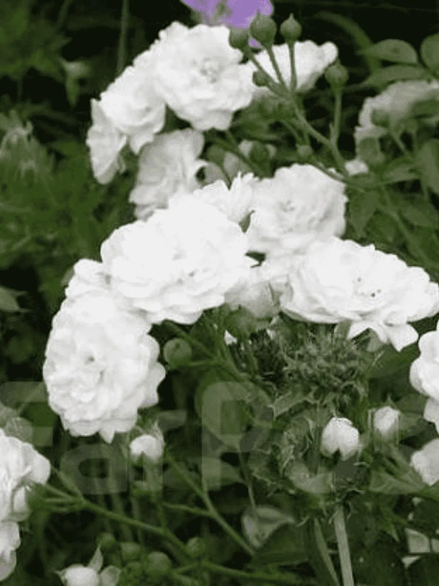 Роза Почвопокровная White Fairy