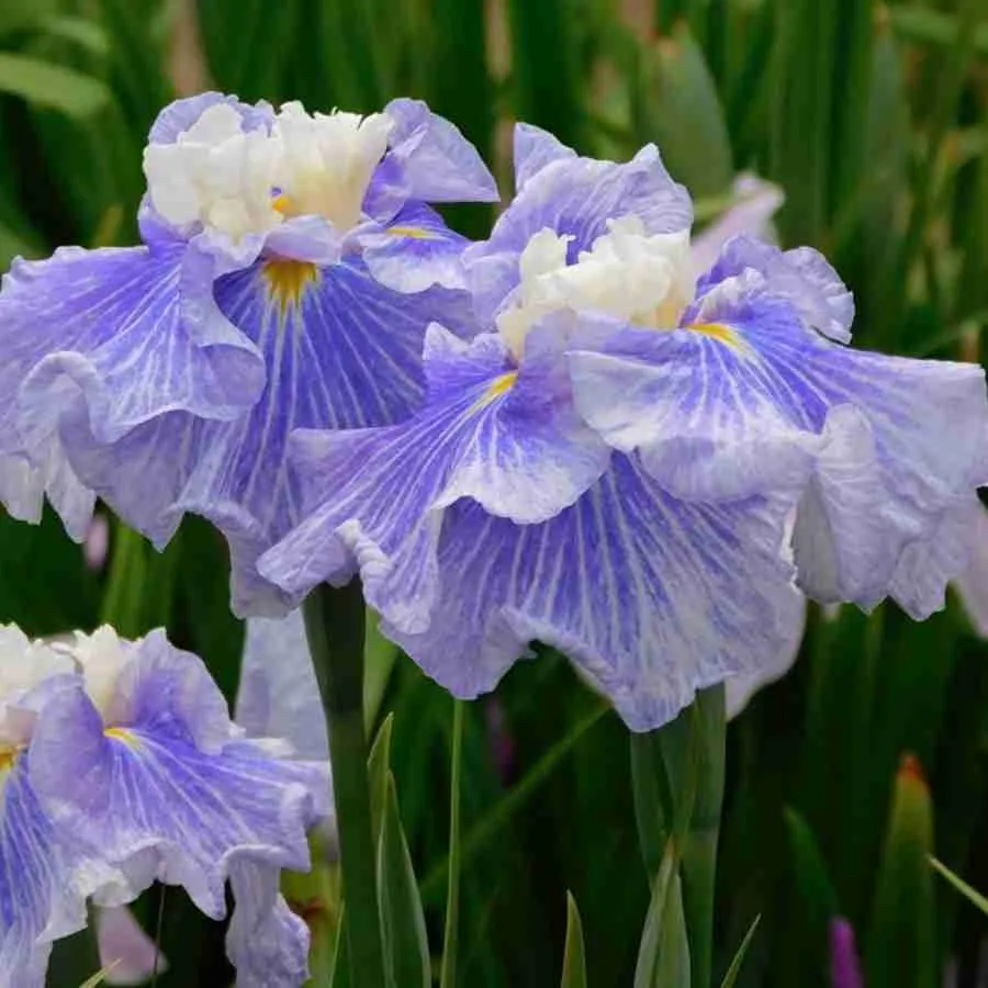 Ирис мечевидный Sugar Dome