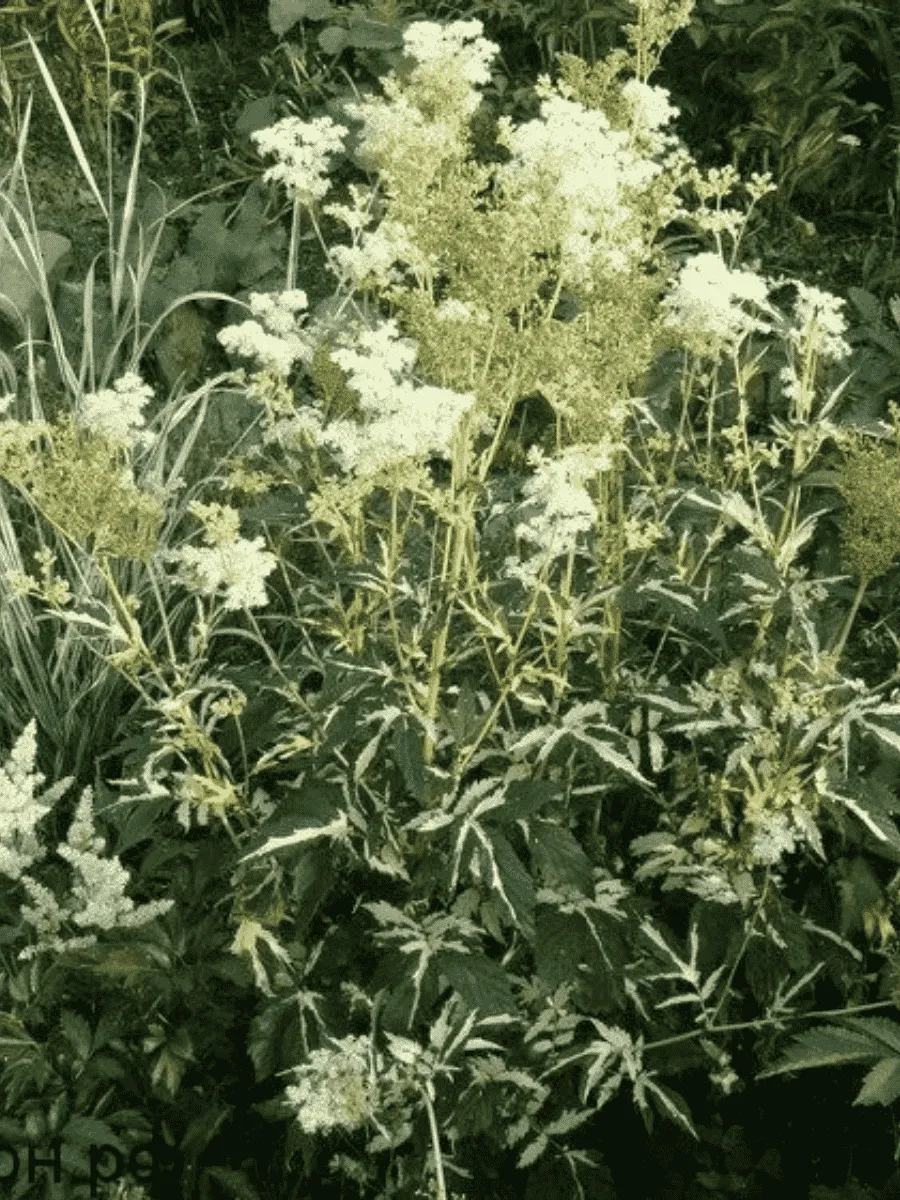 Лабазник пурпурный Variegata