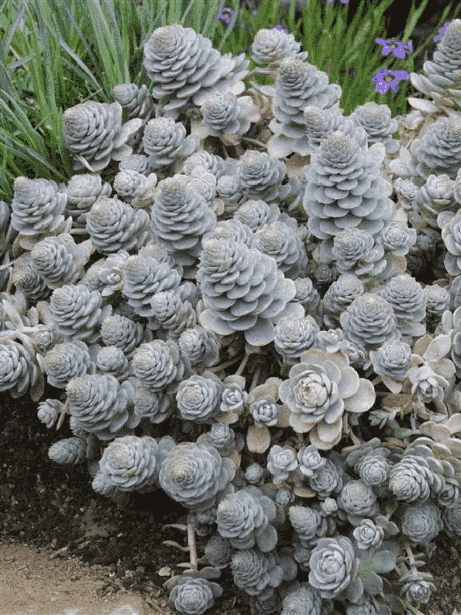 Горноколосник