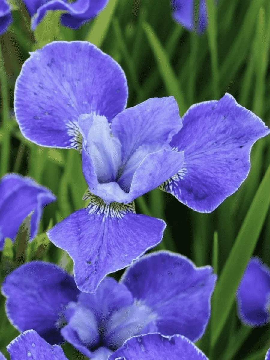 Ирис сибирский Silver Edge