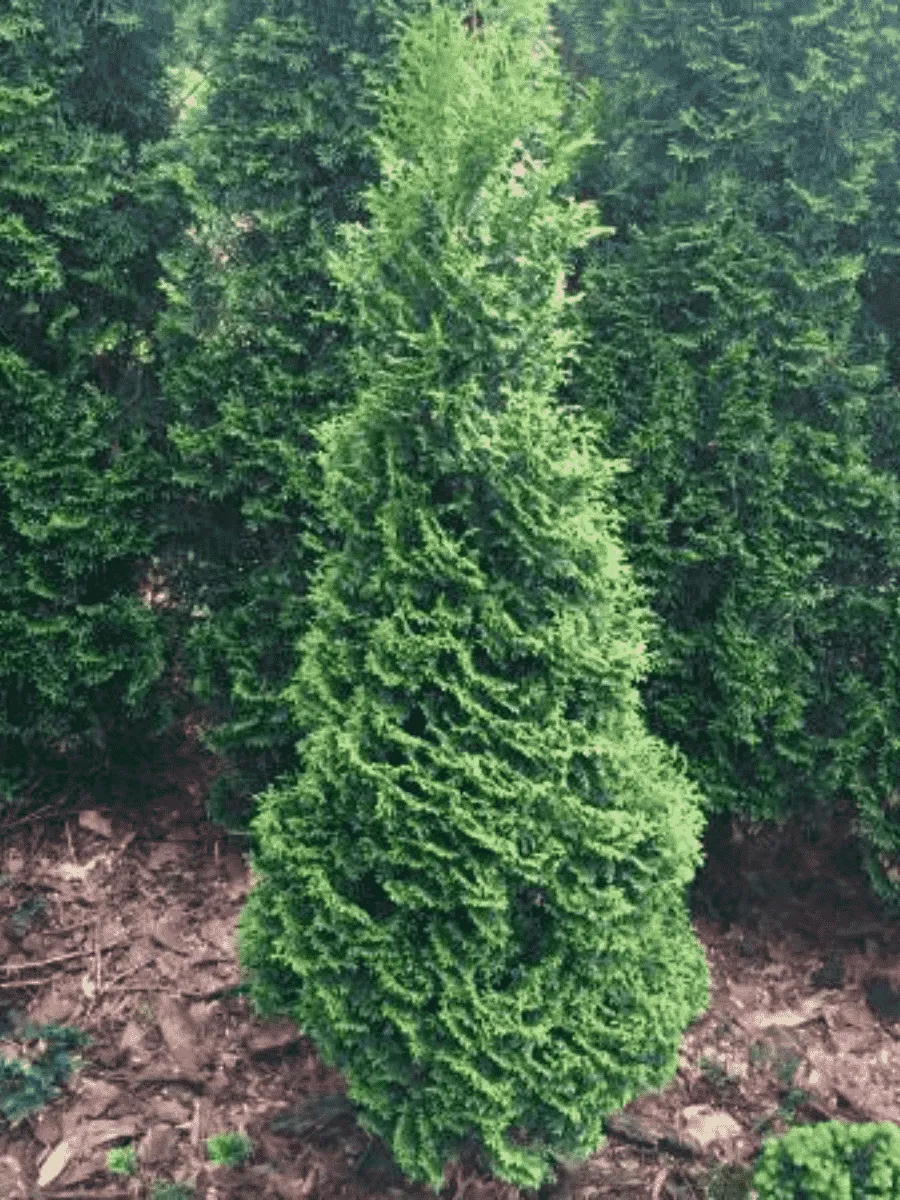 Туя  западная Hurricane