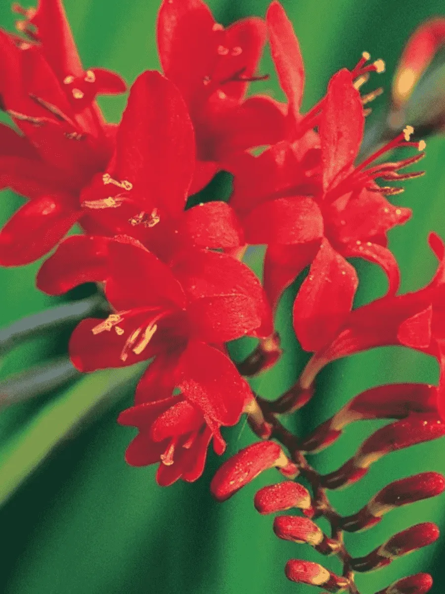 Крокосмия Lucifer