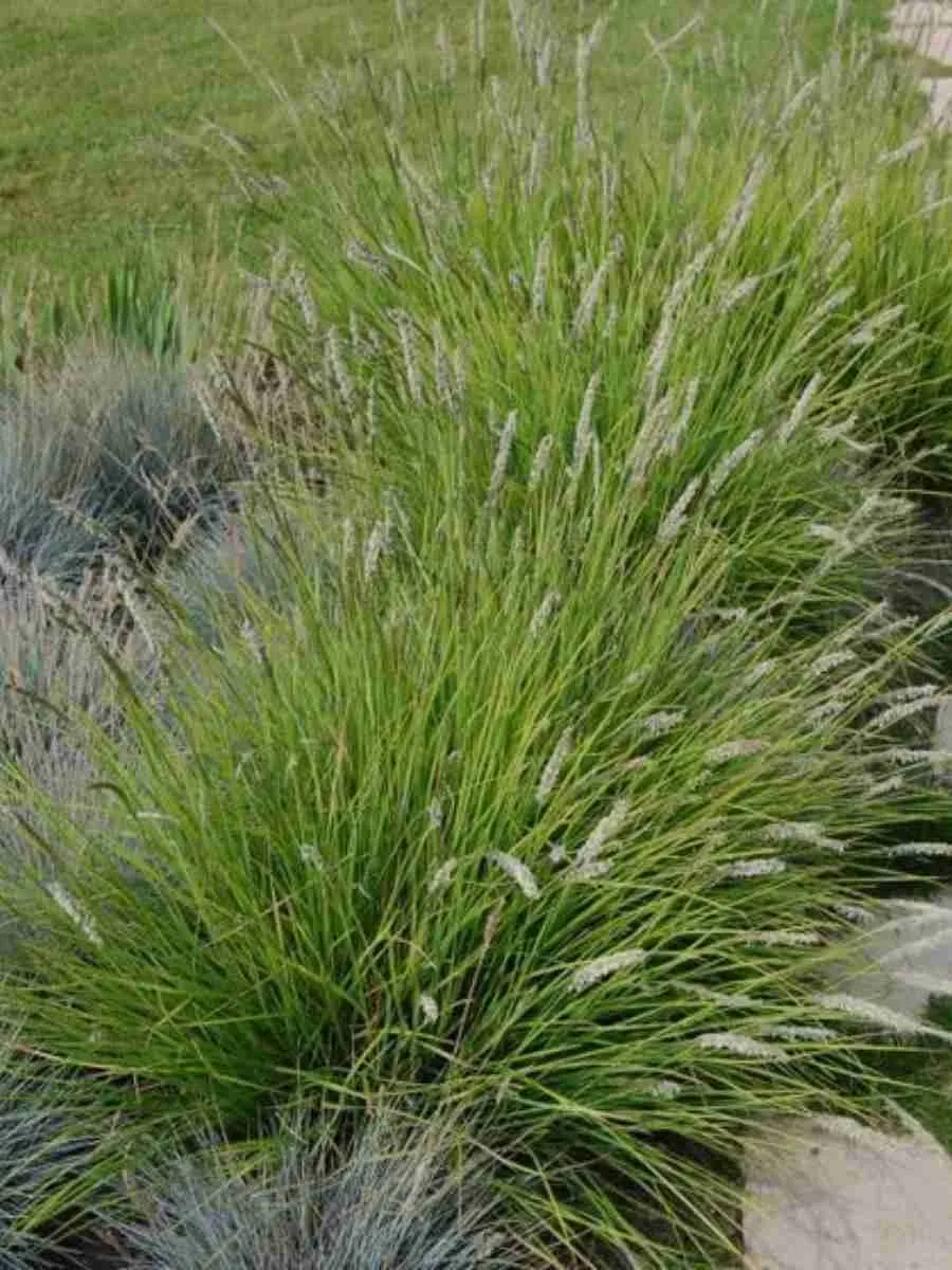 Сеслерия серебристая Argentea