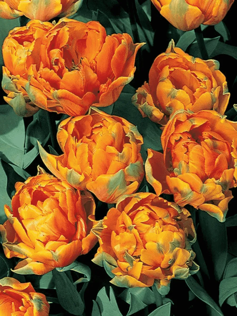 Тюльпан Махровый Orange Princess