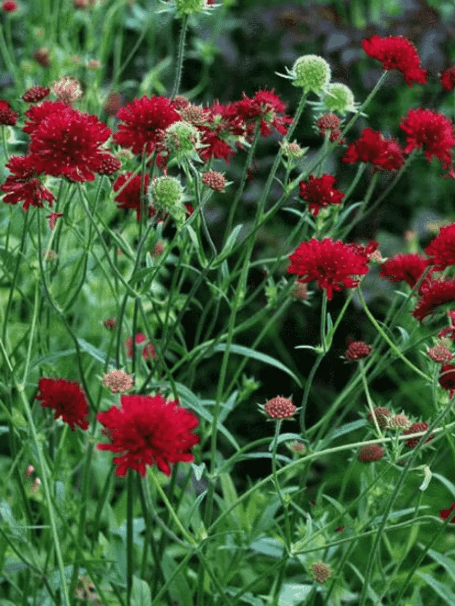 Короставник македонский Red Knight