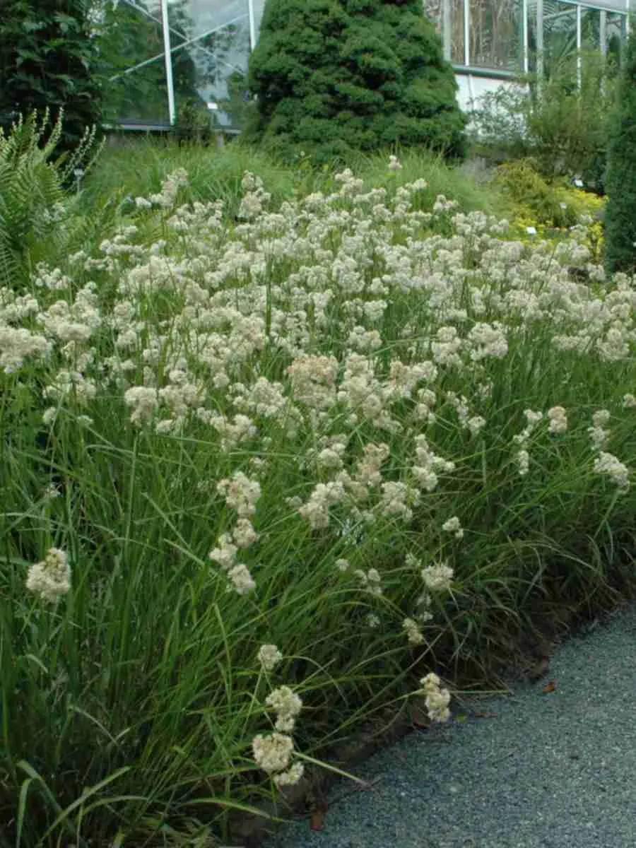 Ожика снежно-белая