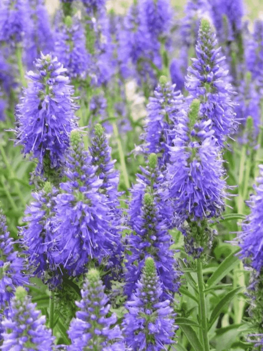 Вероника колосистая Inspire Blue