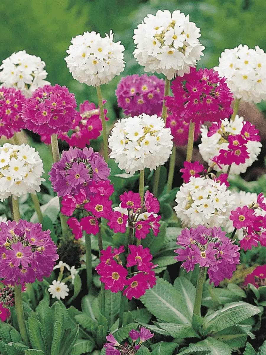 Примула мелкозубчатая Mix