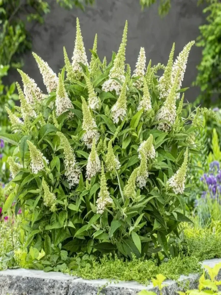 Буддлея Давида Little Rockstars White