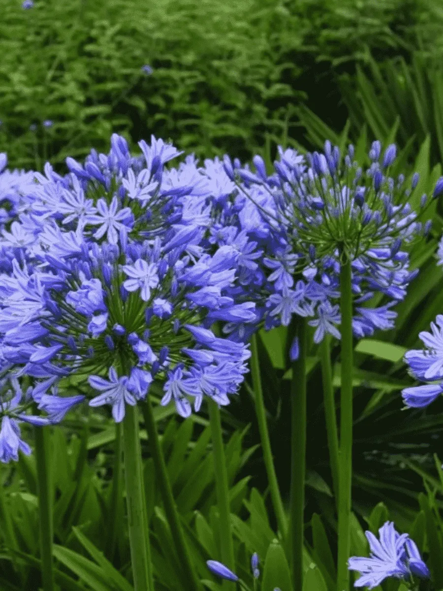 Агапантус зонтичный Blue Triumphator