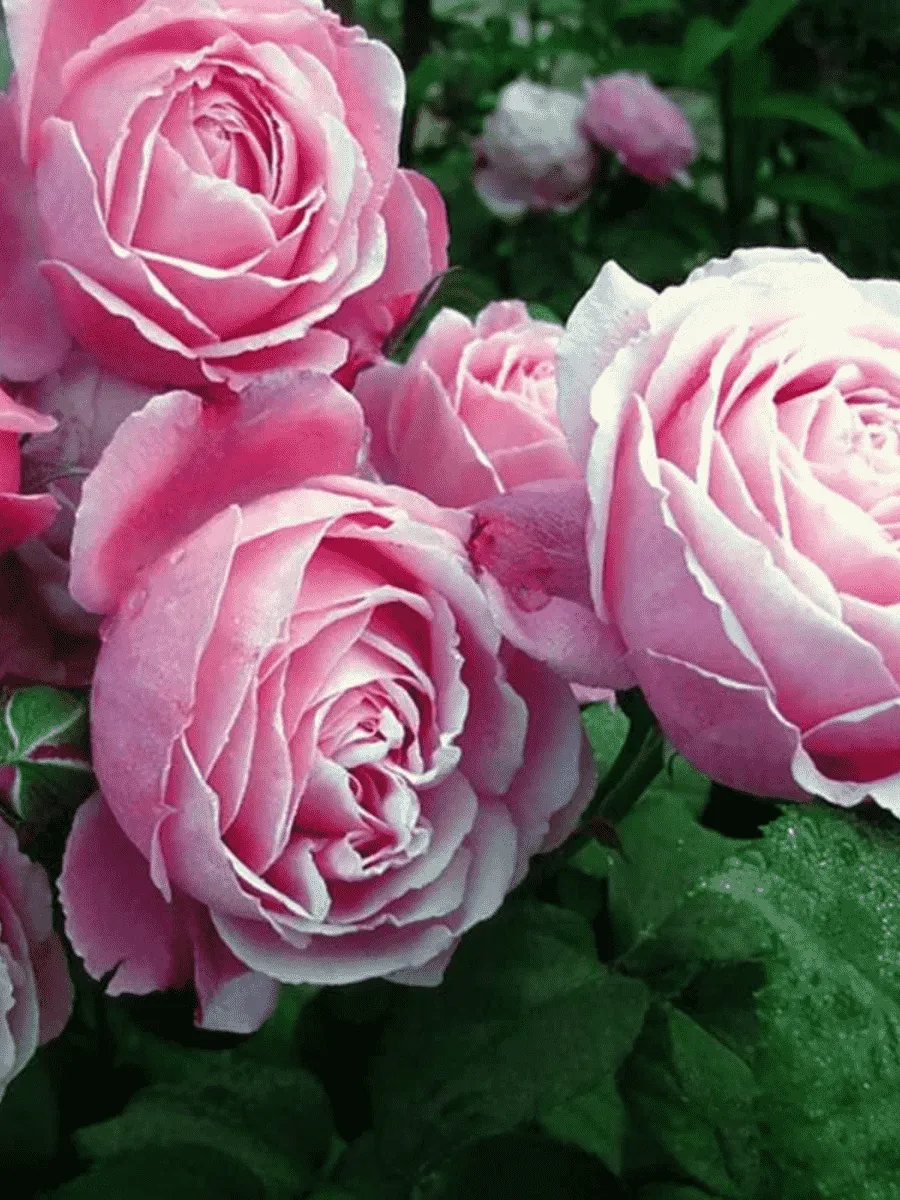 Роза кустовая Dieter Muller