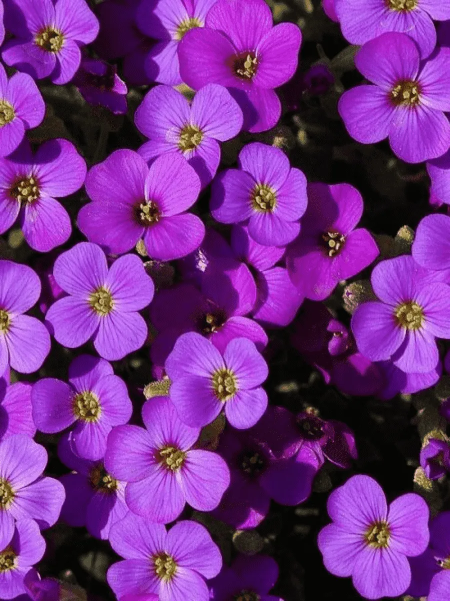 Аубриета Agnette