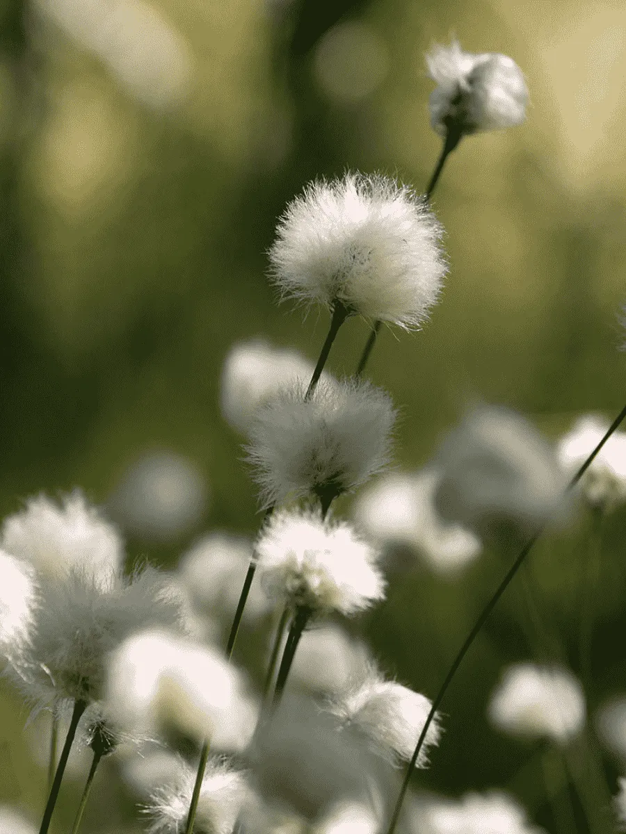 Пушица влагалищная