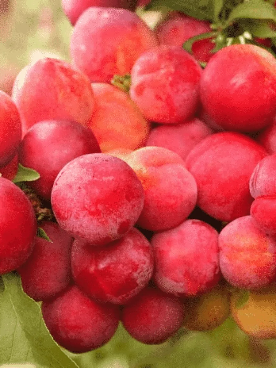 Алыча гибридная Неженка