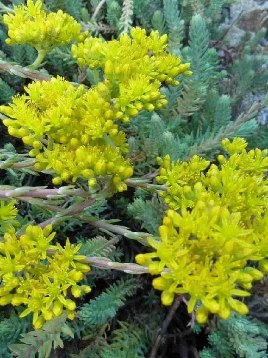 Очиток отогнутый Blue Forest