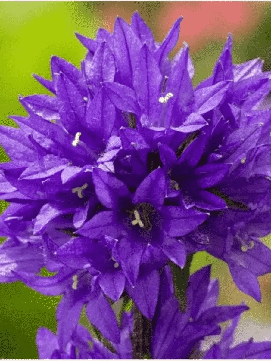 Колокольчик скученный Acaulis Blue