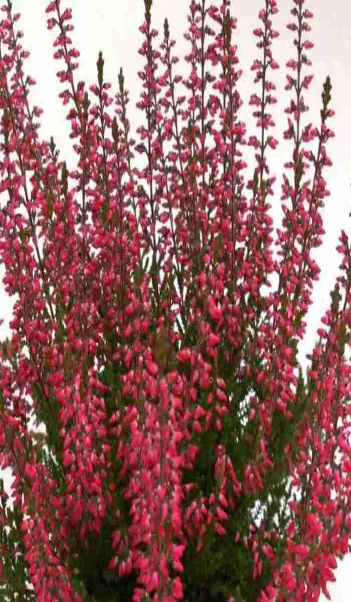 Вереск обыкновенный Selly