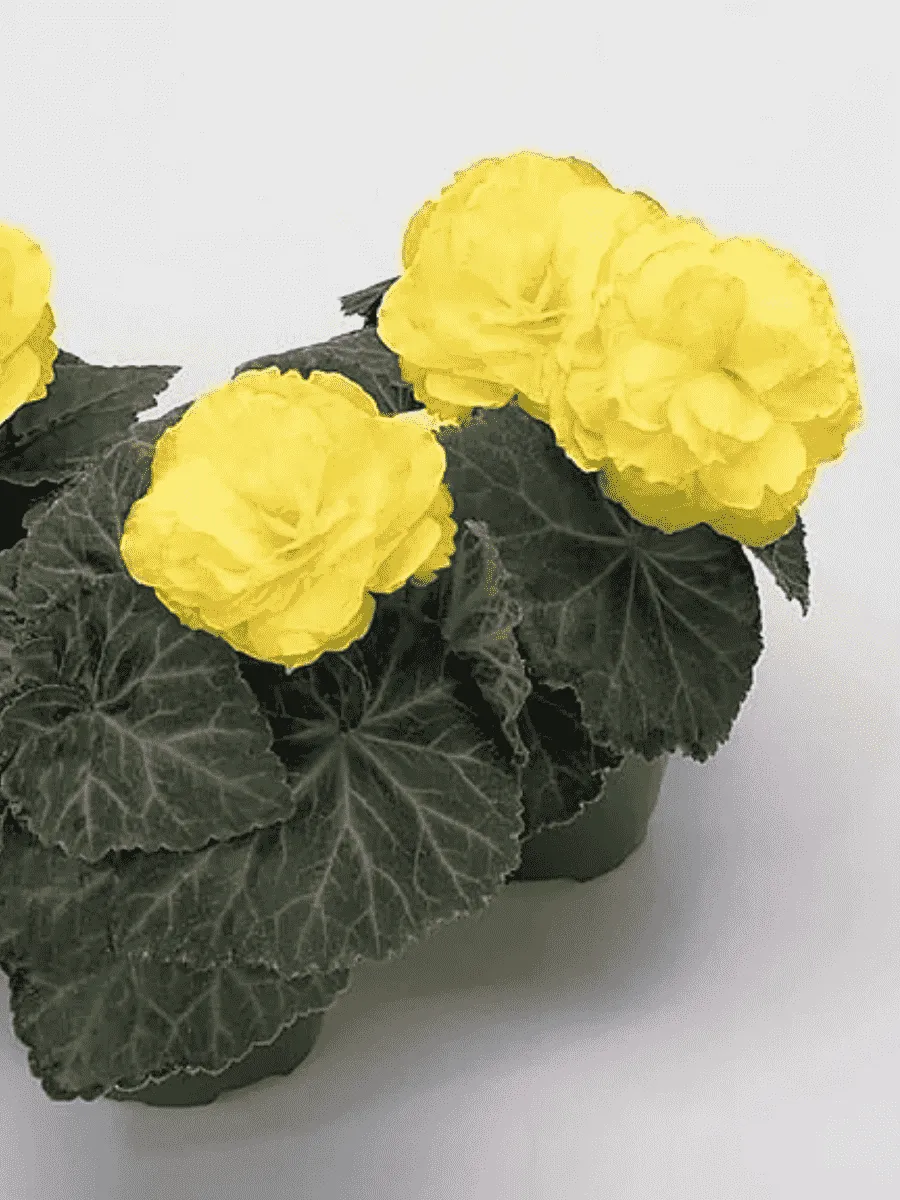 Бегония клубневая Non Stop Mocca Yellow