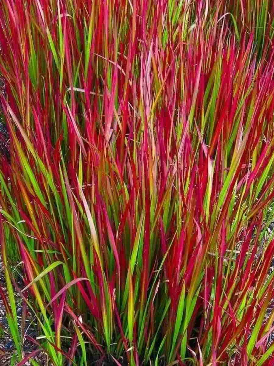 Императа цилиндрическая Red Baron