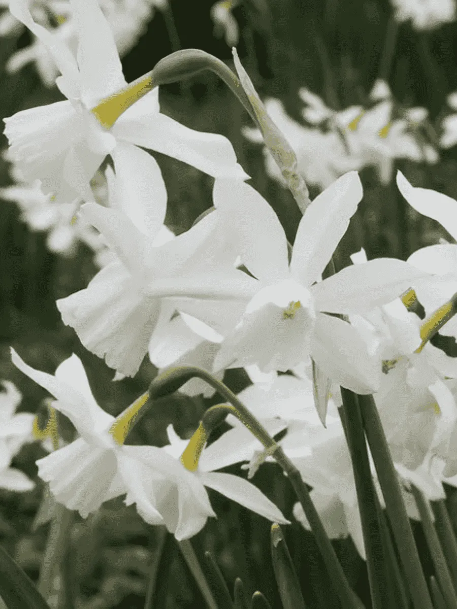 Нарцисс Thalia