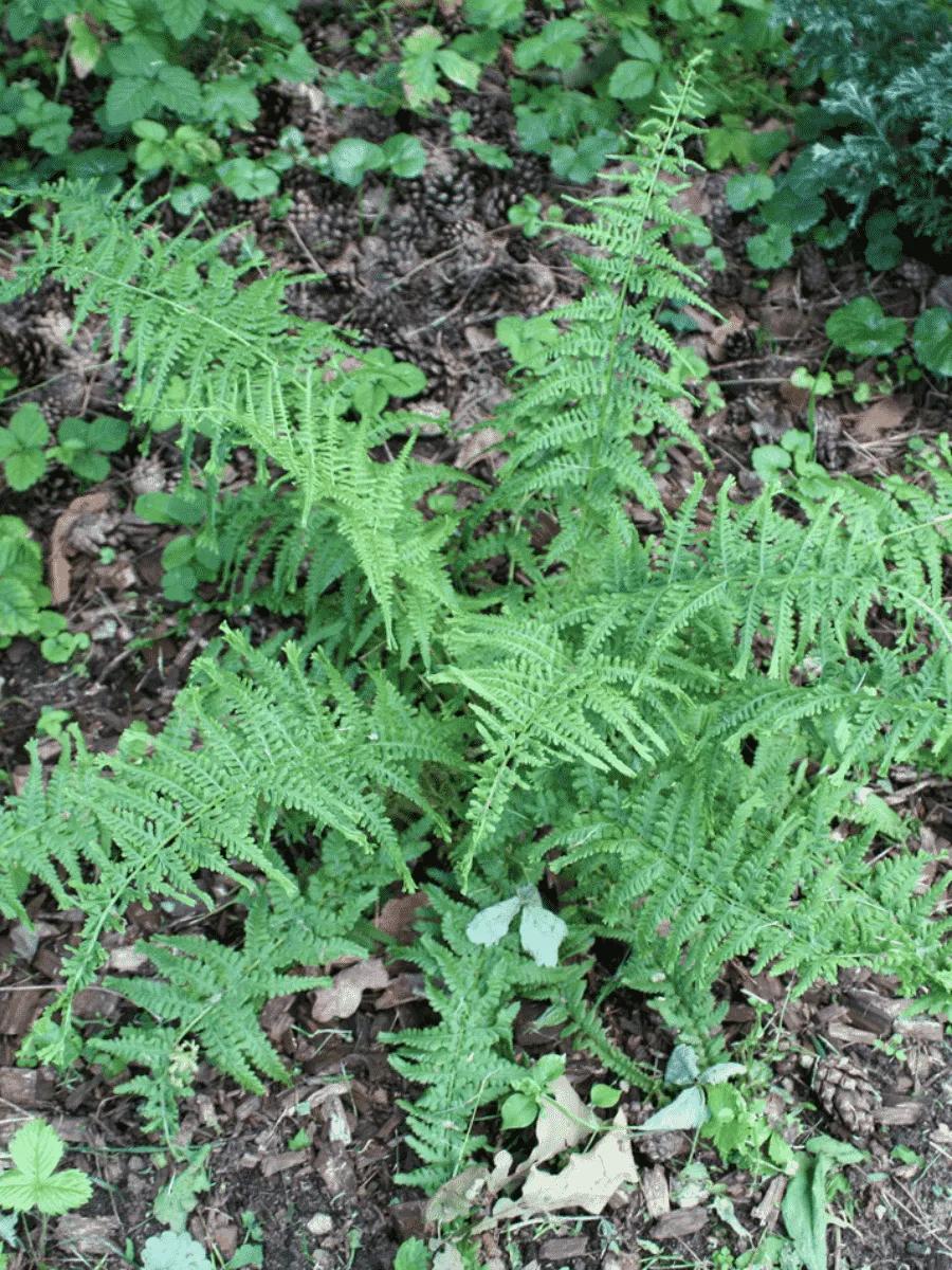 Кочедыжник женский Victoriae