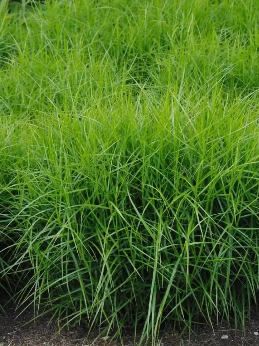 Осока пальмолистная Little Midge