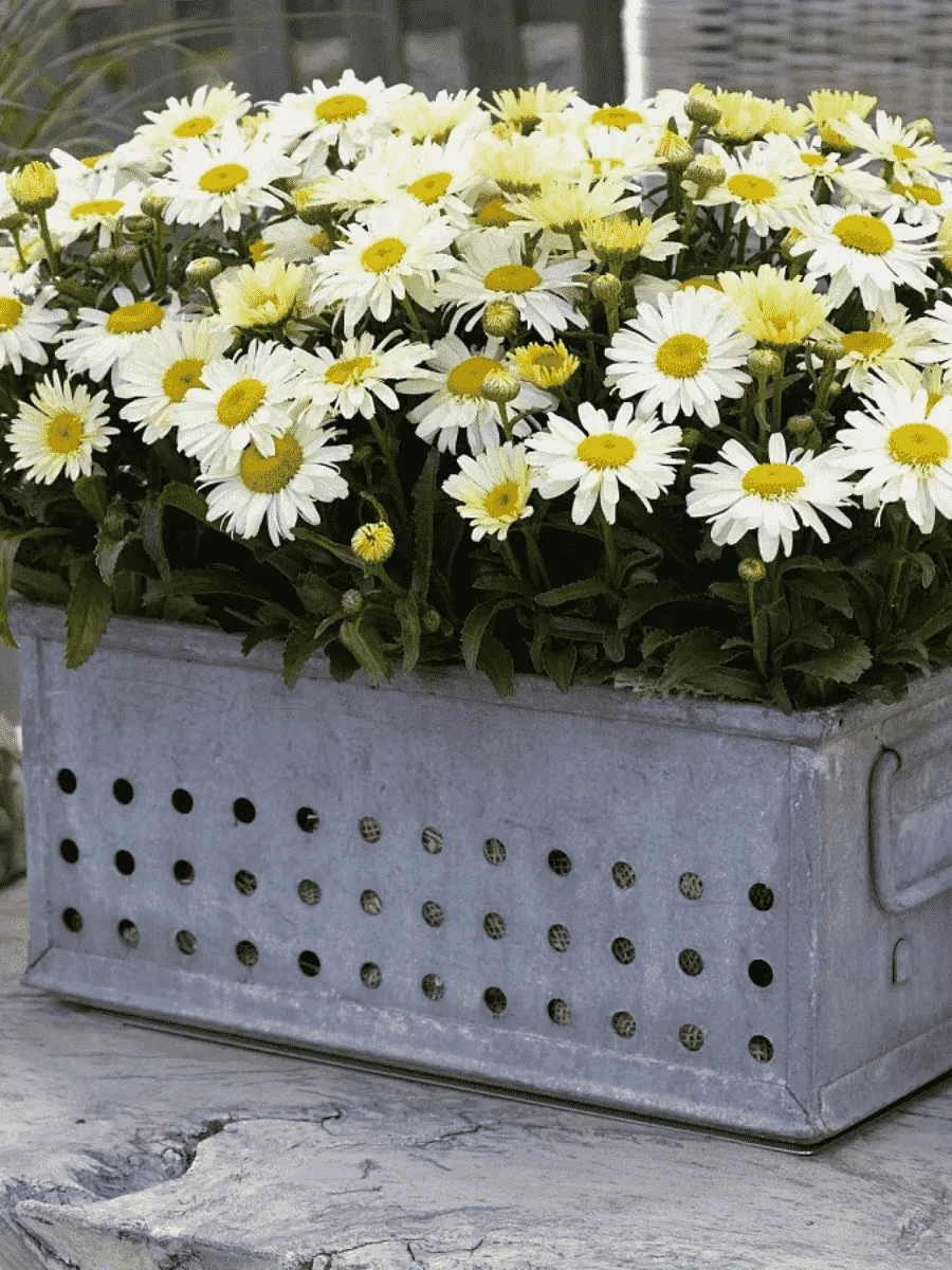 Нивяник наибольший Lacreme