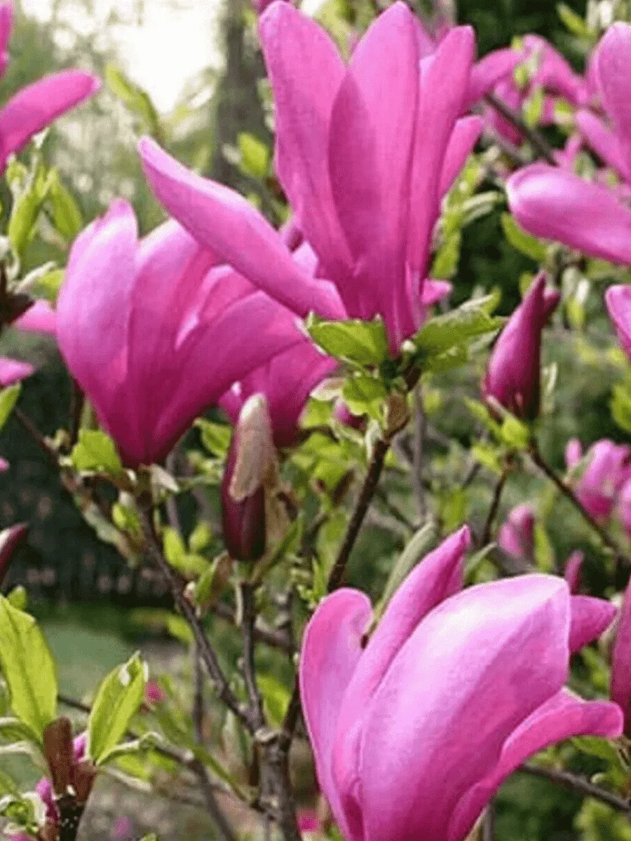 Магнолия гибридная Susan