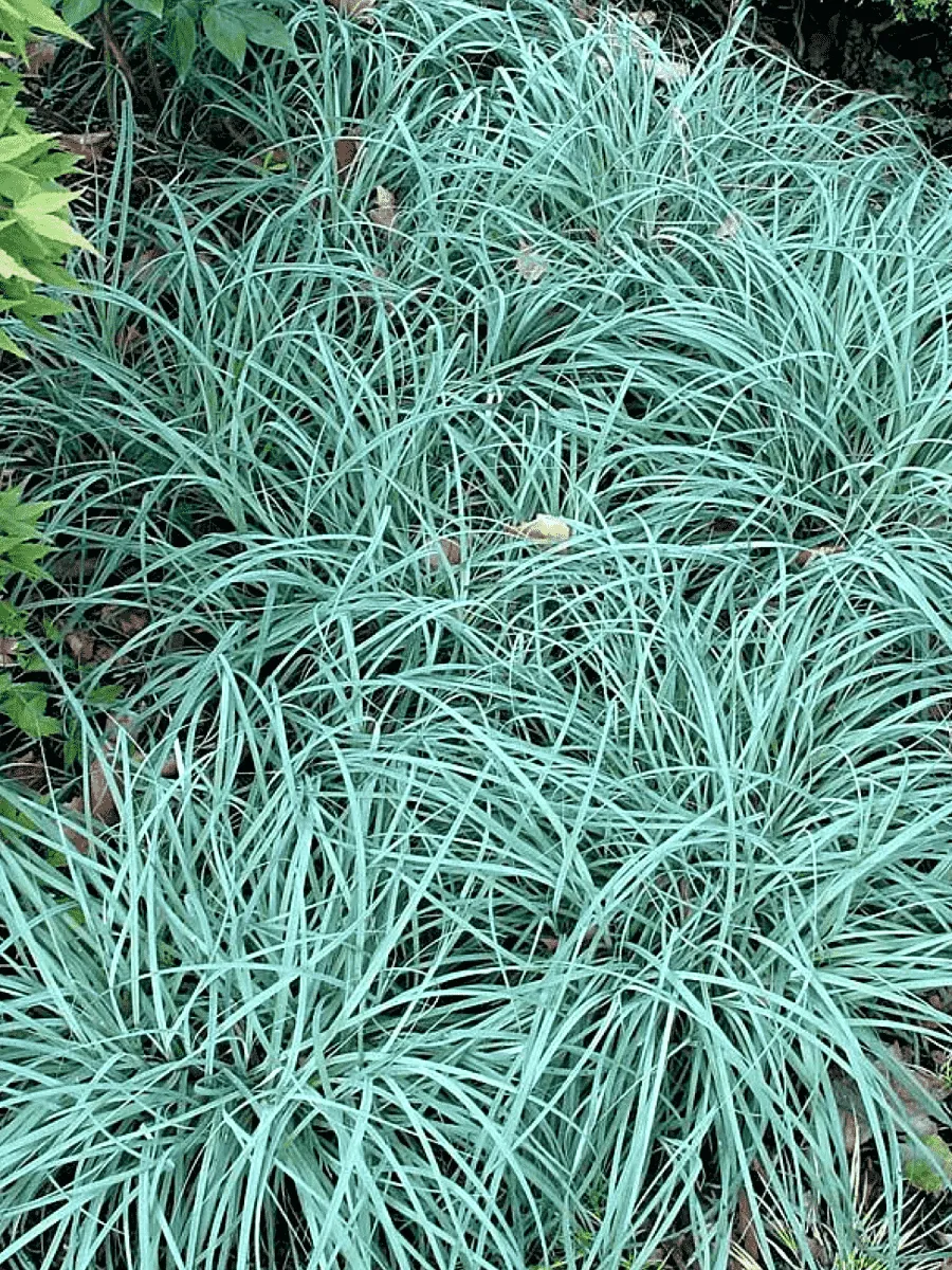 Осока повислая Blue Zinger