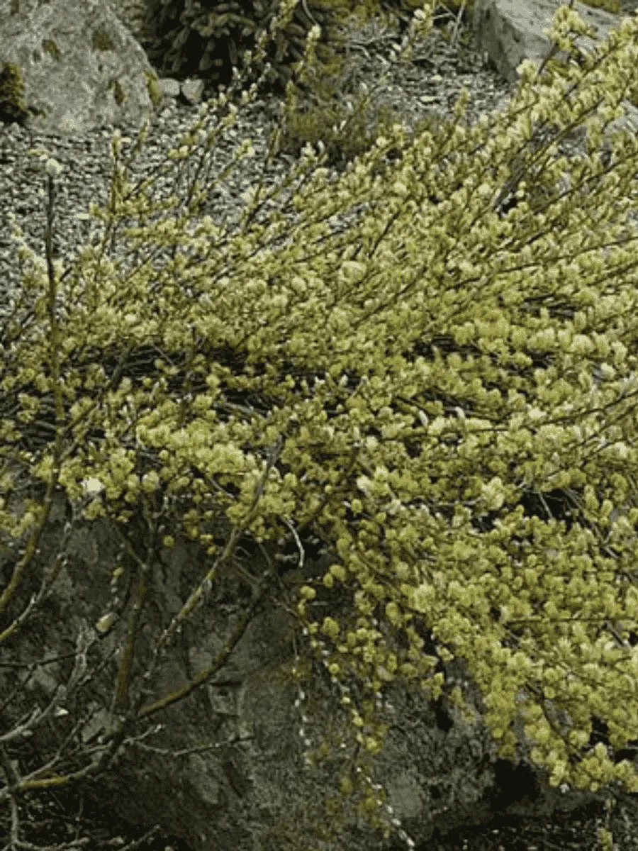 Ива ползучая Green Carpet