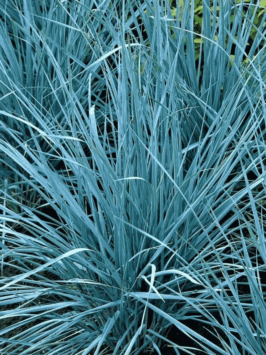 Элимус песчаный  Blue Dune