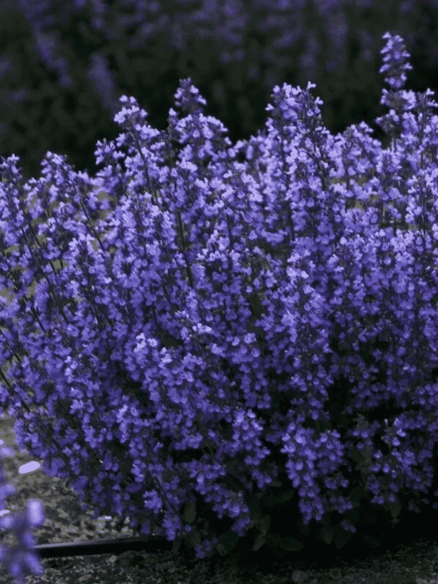 Котовник Фассена Picture Purrfect