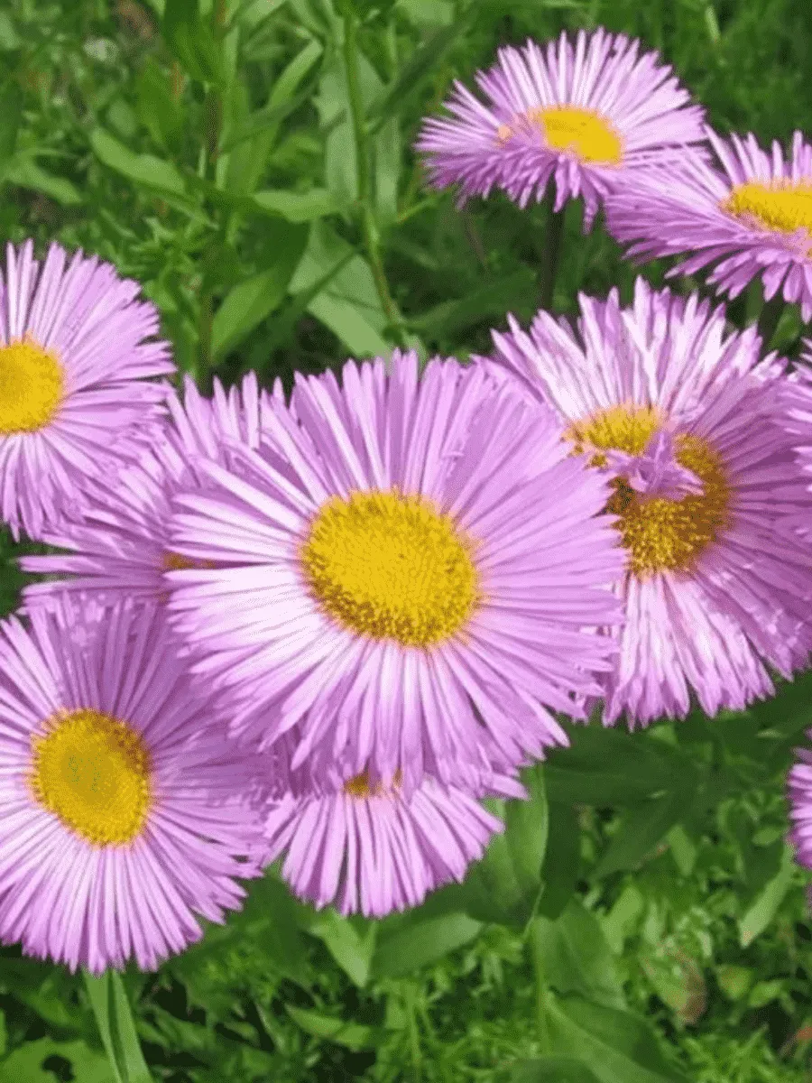 Мелколепестник