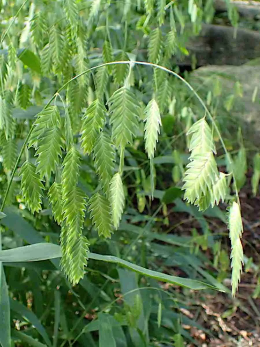 Хасмантиум