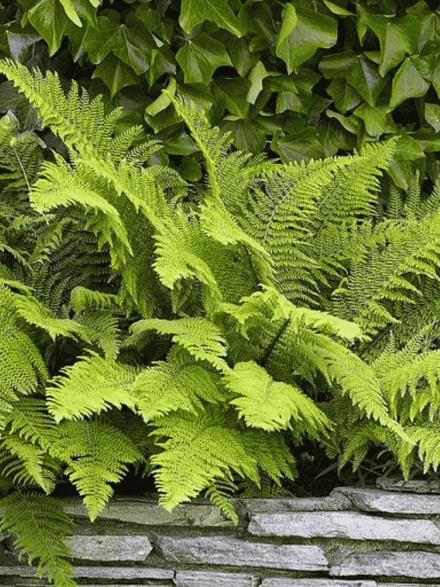 Многорядник щетинковый  Herrenhausen