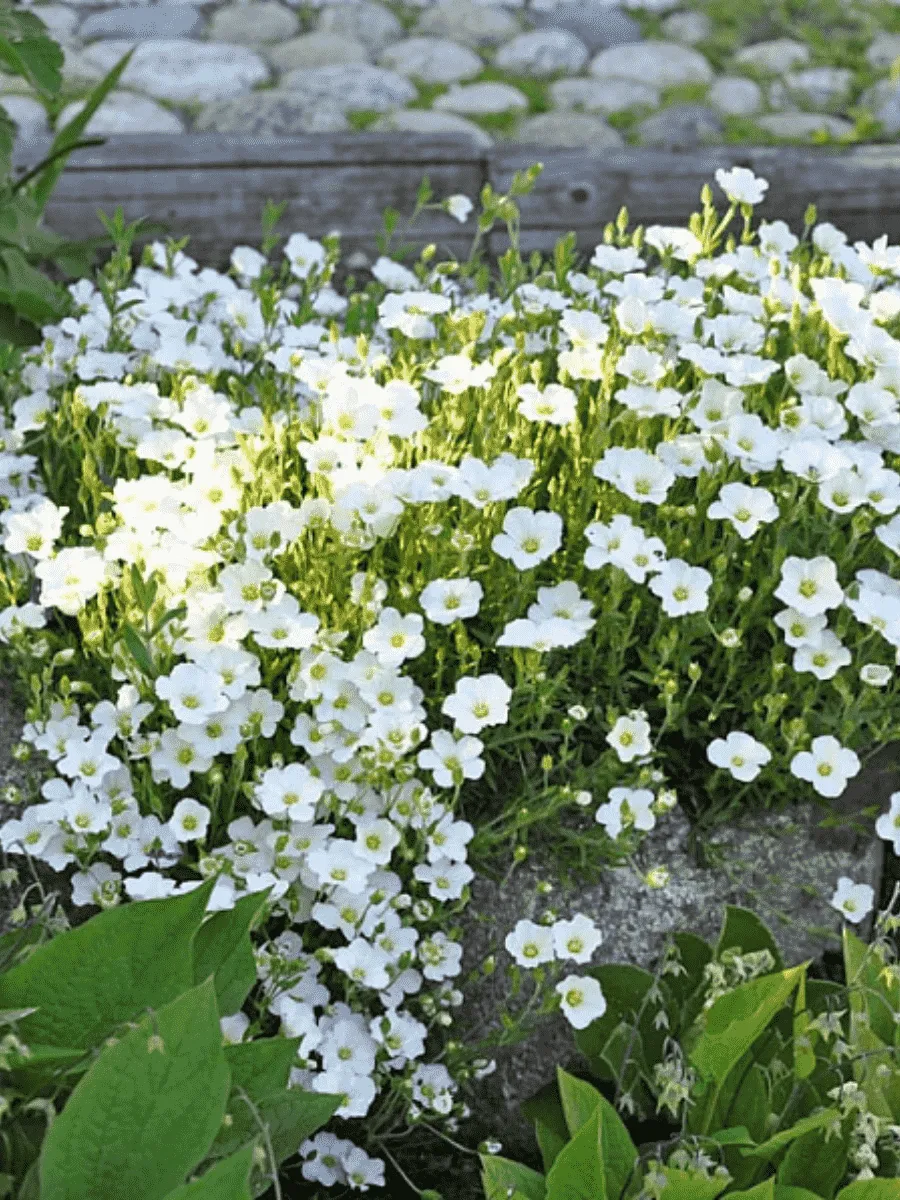 Песчанка горная Ronda