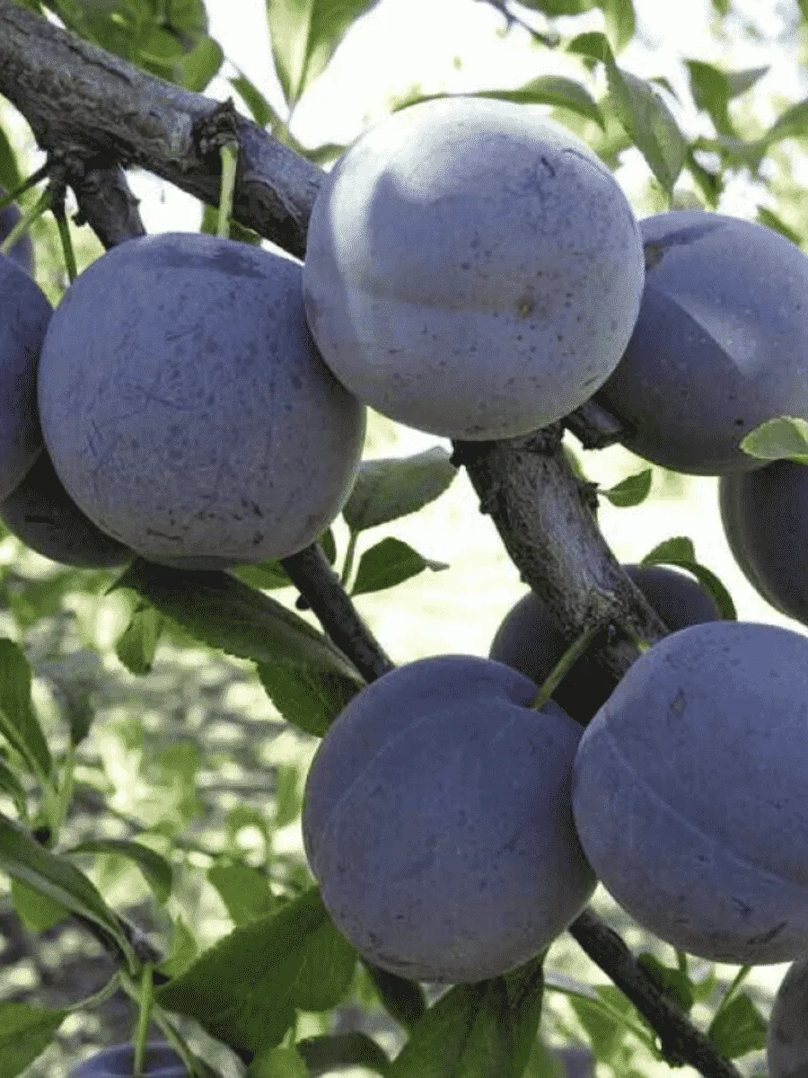 Слива Ренклод советский