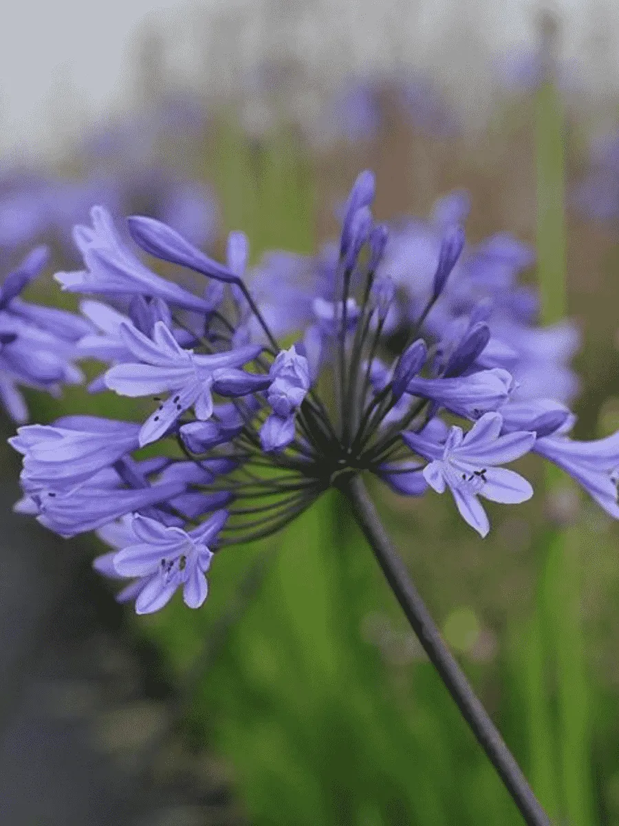 Агапантус Greenfield