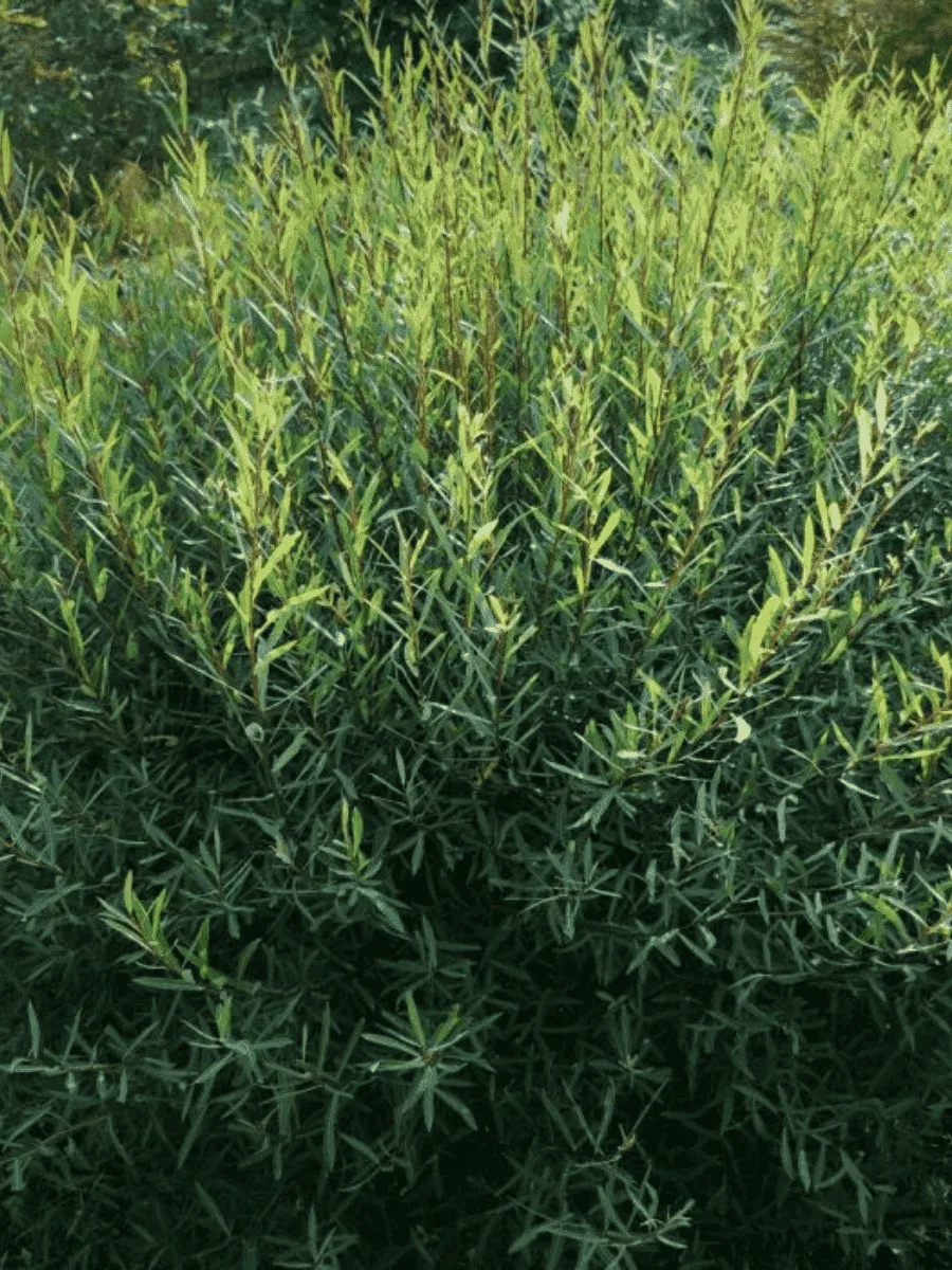 Ива пурпурная Usni