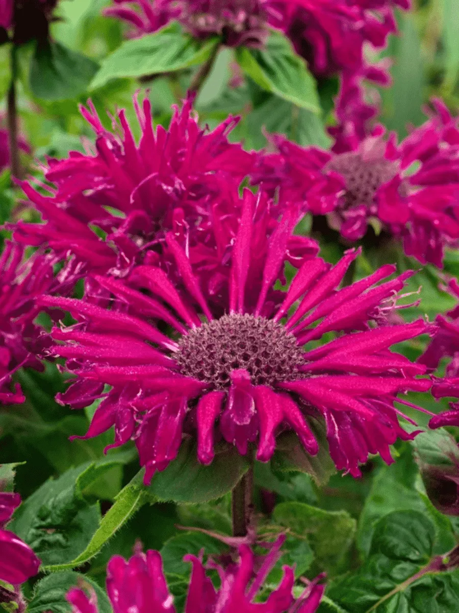 Монарда гибридная Bee-True