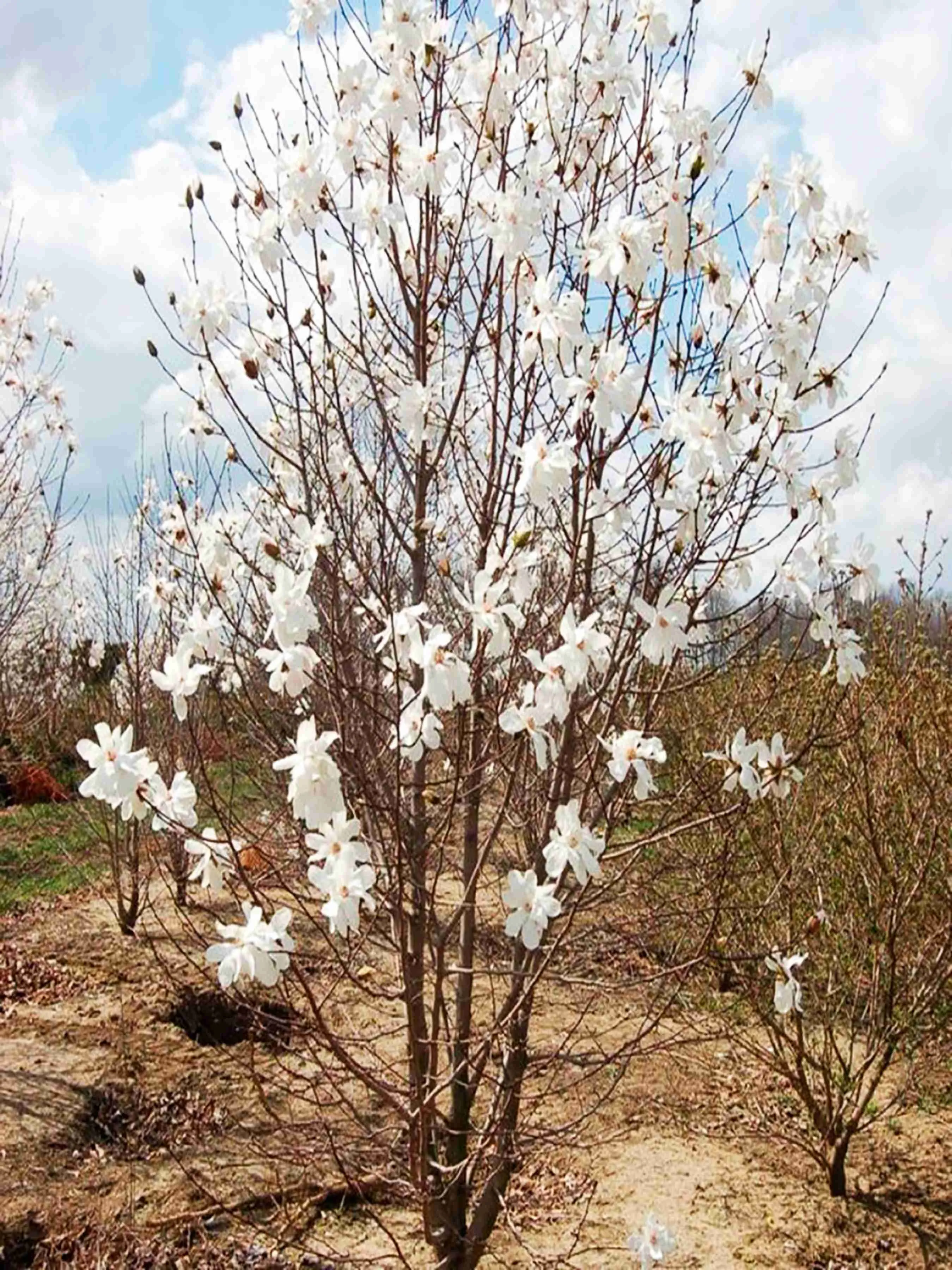 Магнолия Лебнера Меррилл