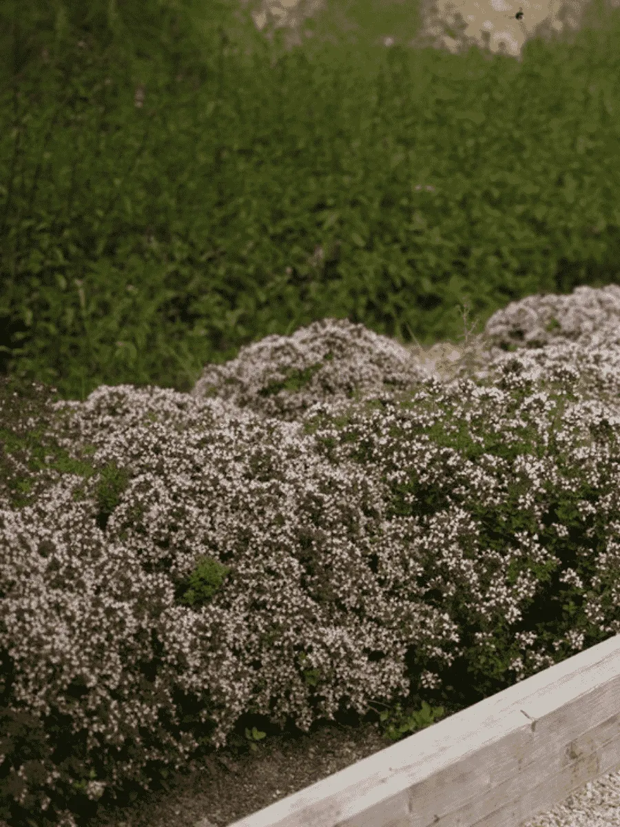 Душица обыкновенная Compactum