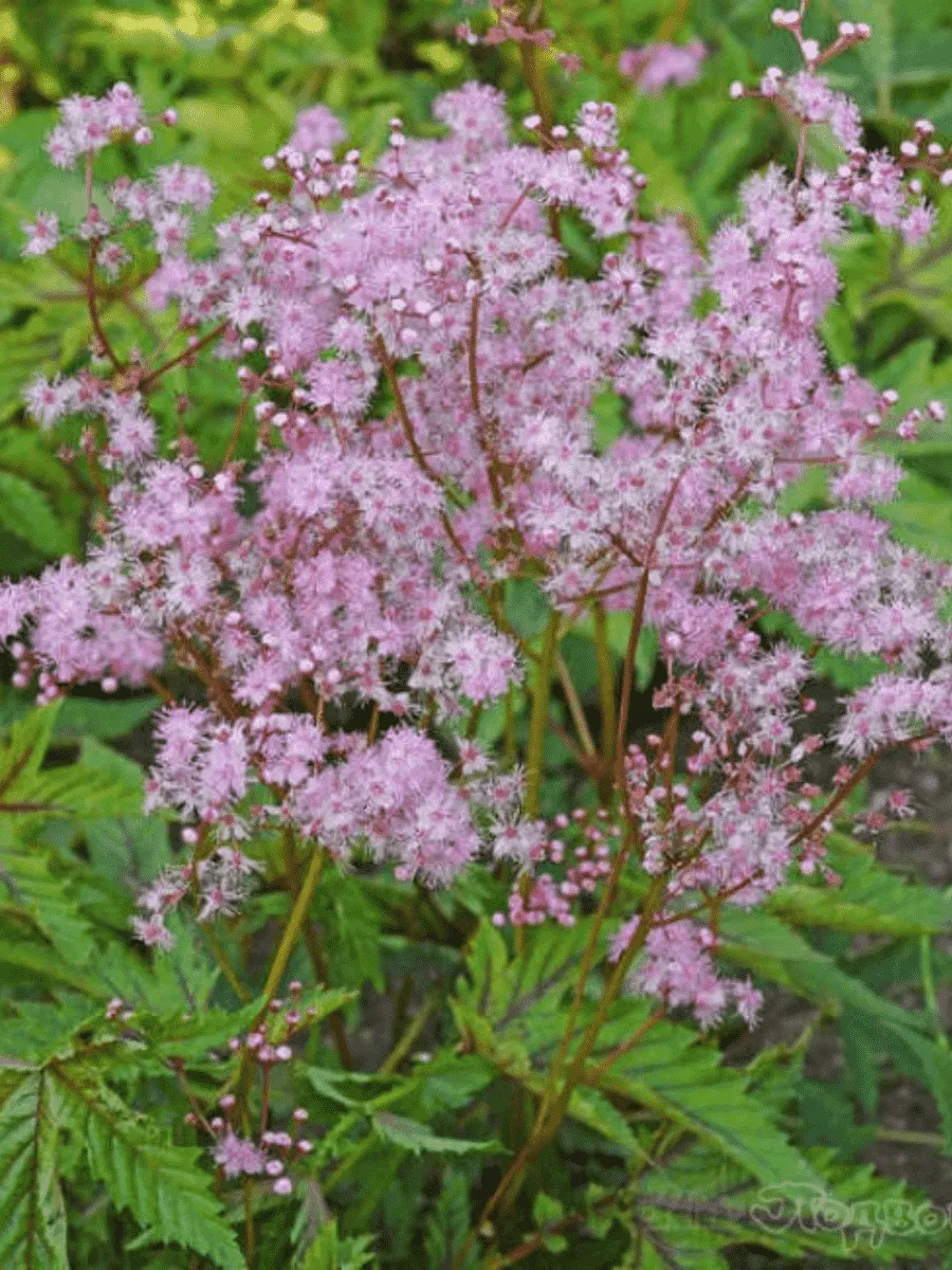 Лабазник пурпурный Red Umbrella