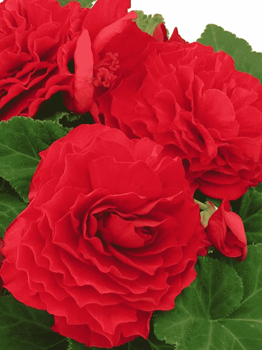 Бегония клубневая GO! Early Scarlet Red