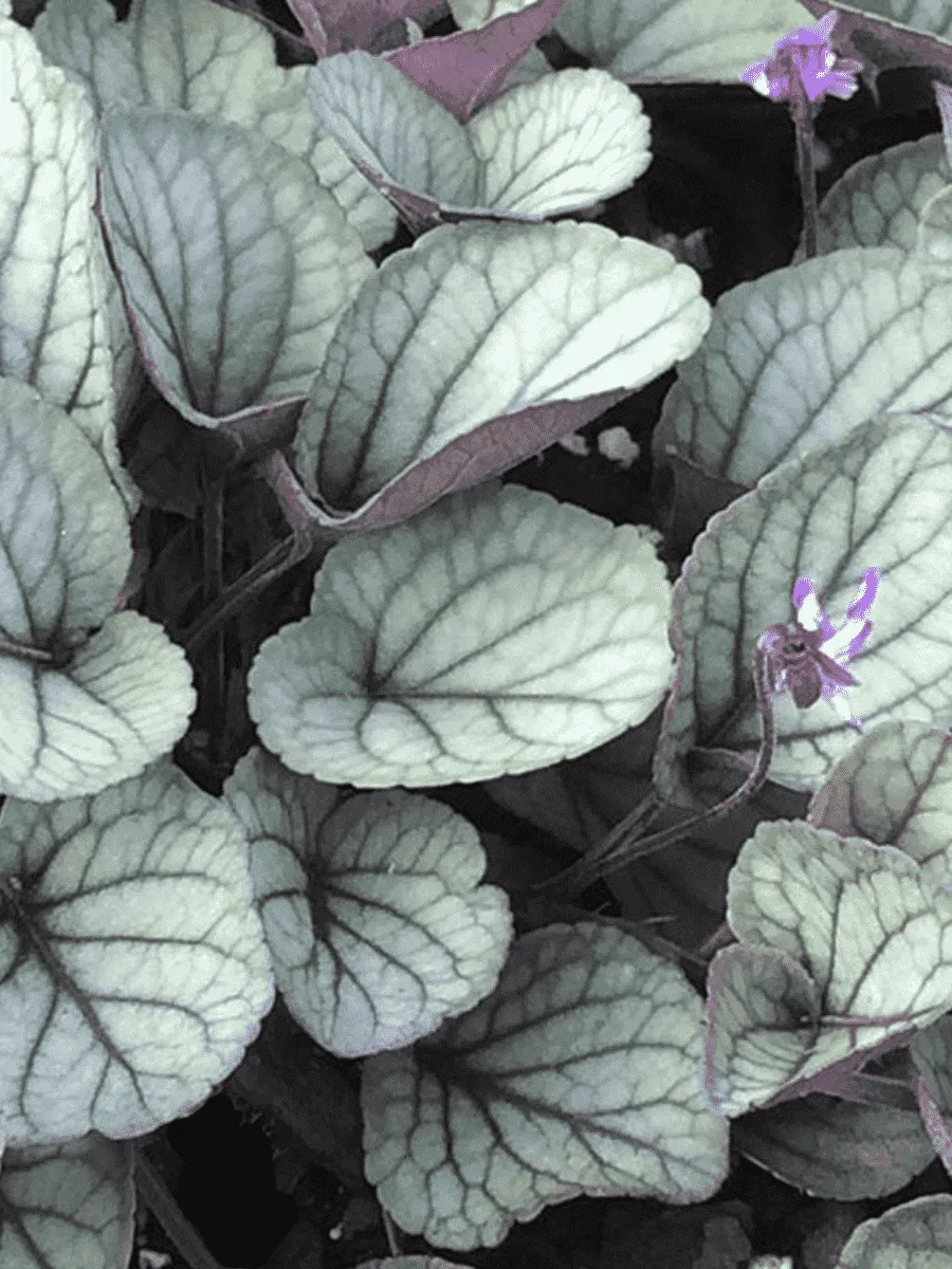 Виола уолтера Silver Gem