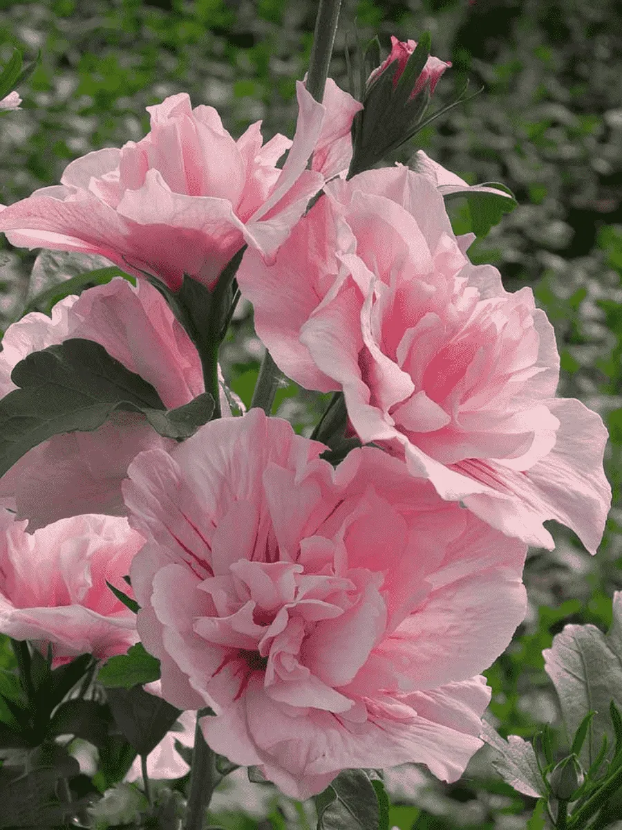 Гибискус Pink Chiffon