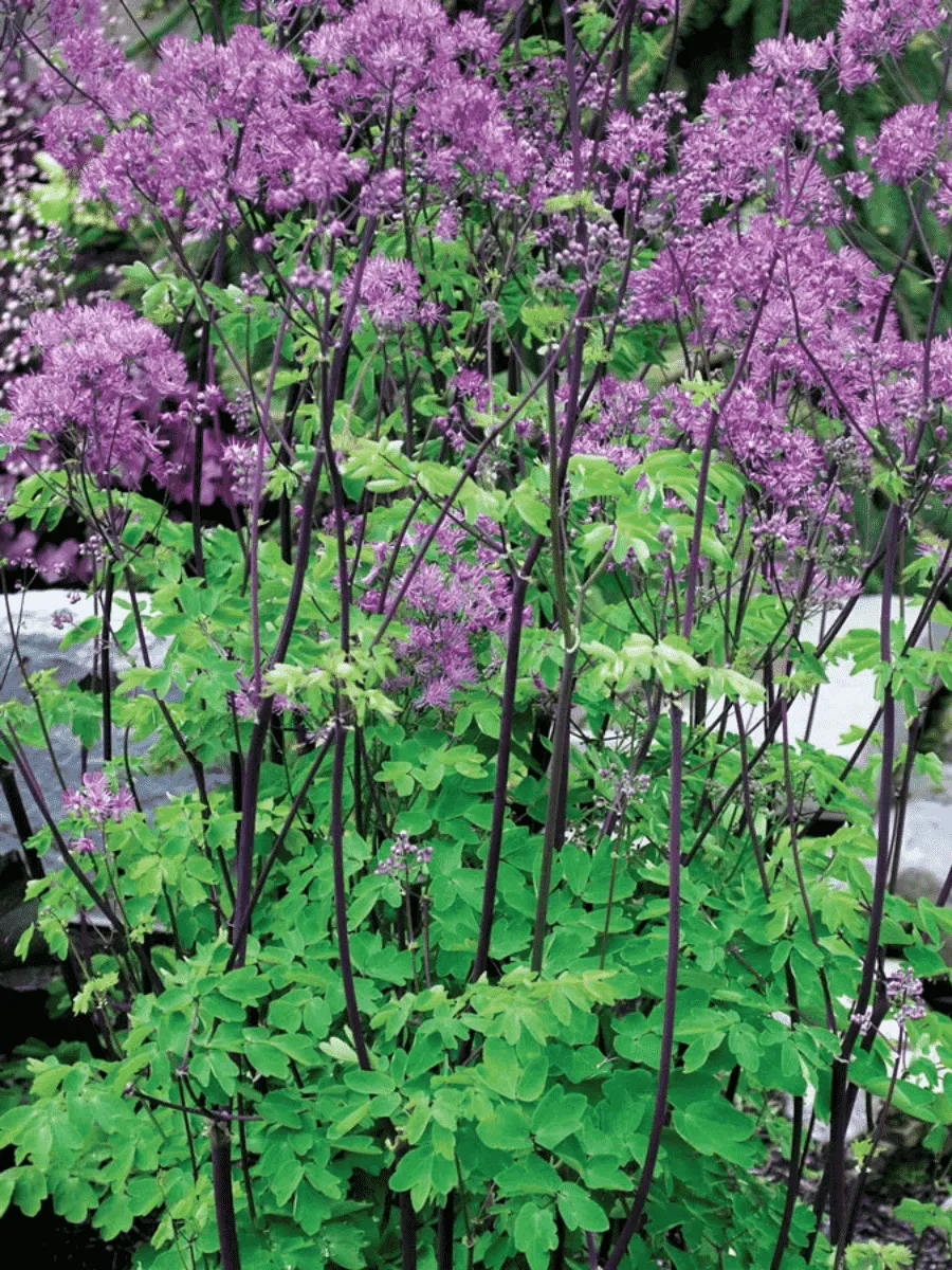 Василистник Делавея Black Stockings