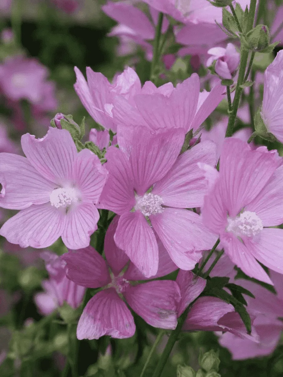 Мальва мускусная Rosea